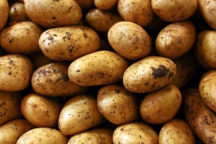 كومة من البطاطا المتسخة غير المغسولة