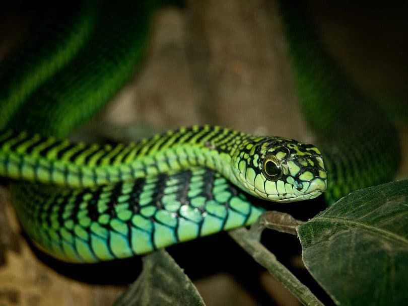 أفعى الشجر Boomslang