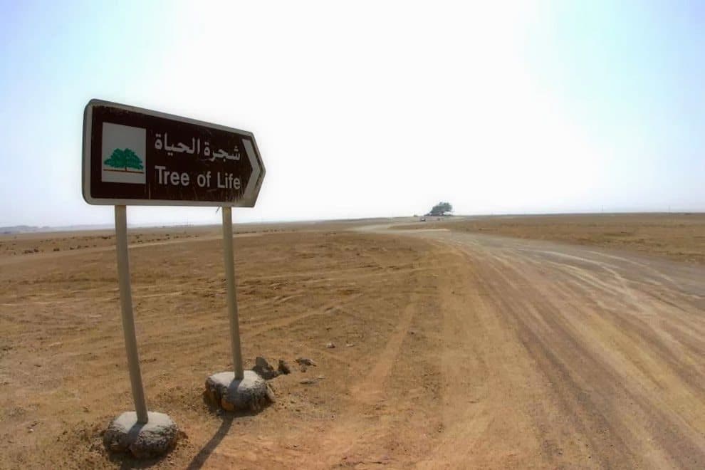 الطريق نحو ”شجرة الحياة“ في البحرين
