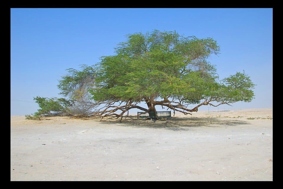 شجرة الحياة في البحرين