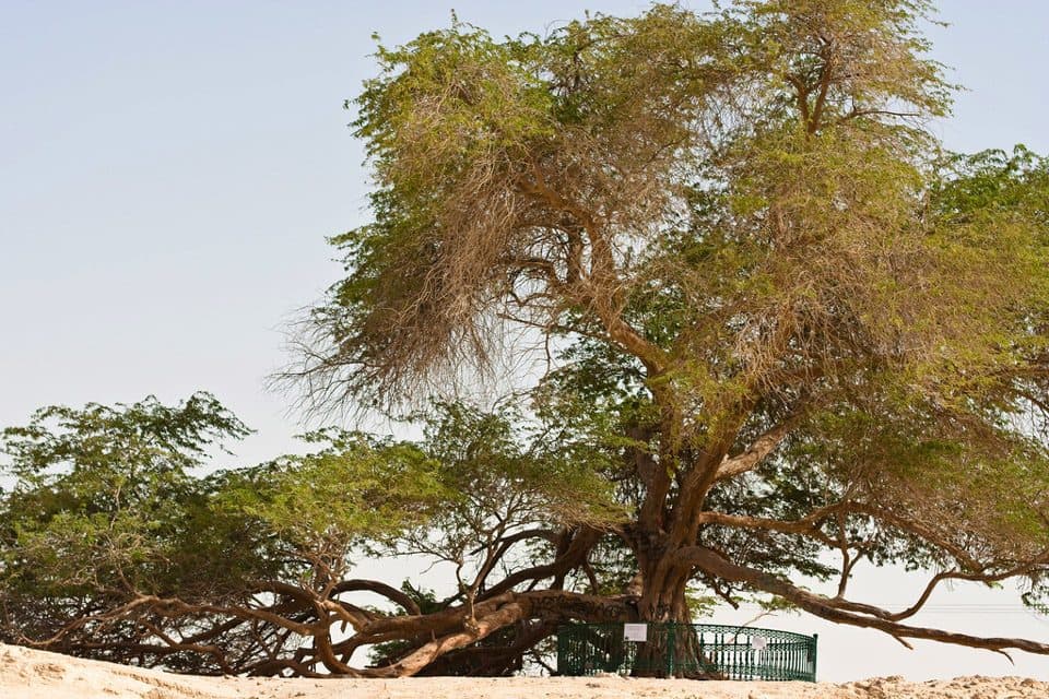 شجرة الحياة في البحرين