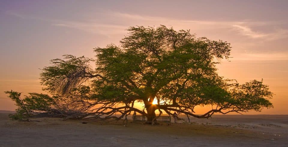 شجرة الحياة في البحرين