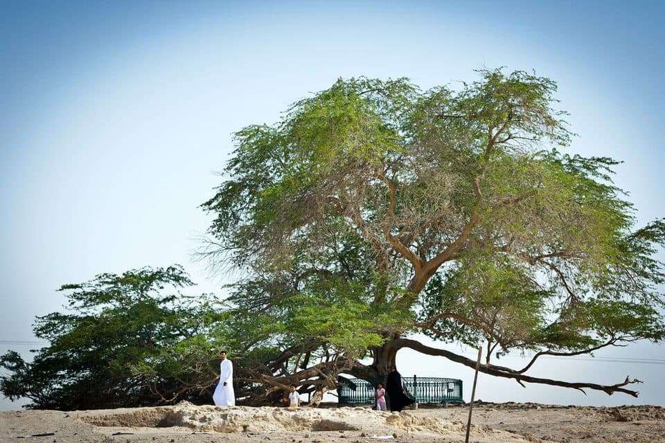 شجرة الحياة في البحرين