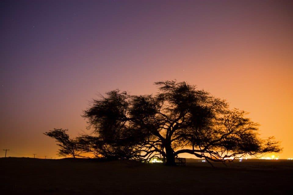 شجرة الحياة في البحرين
