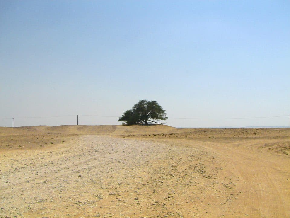 شجرة الحياة في البحرين