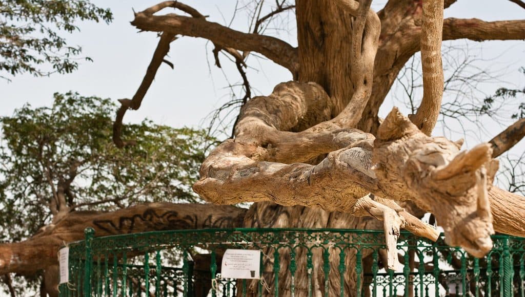 شجرة الحياة في البحرين
