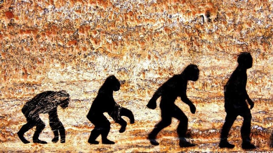 نظرية التطور