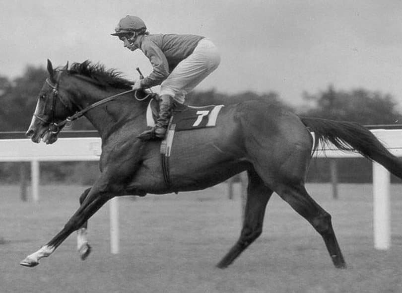 حصان السباق Shergar