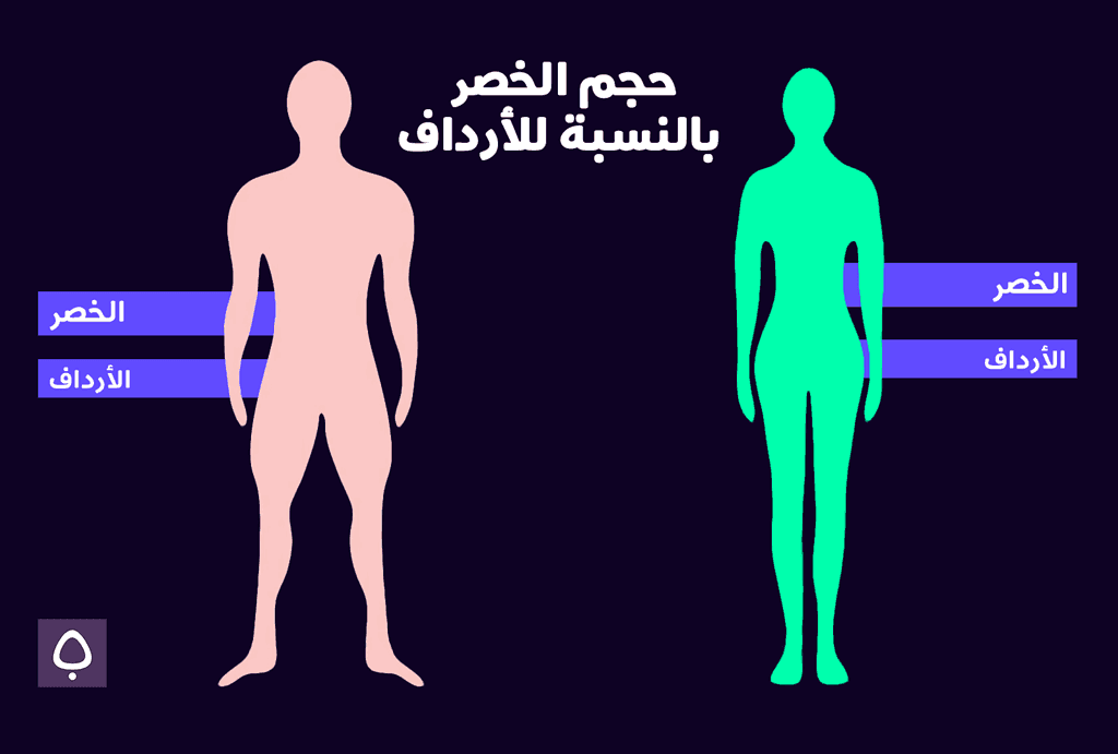عرض الخصر بالنسبة للأرداف لدى الرجل والمرأة