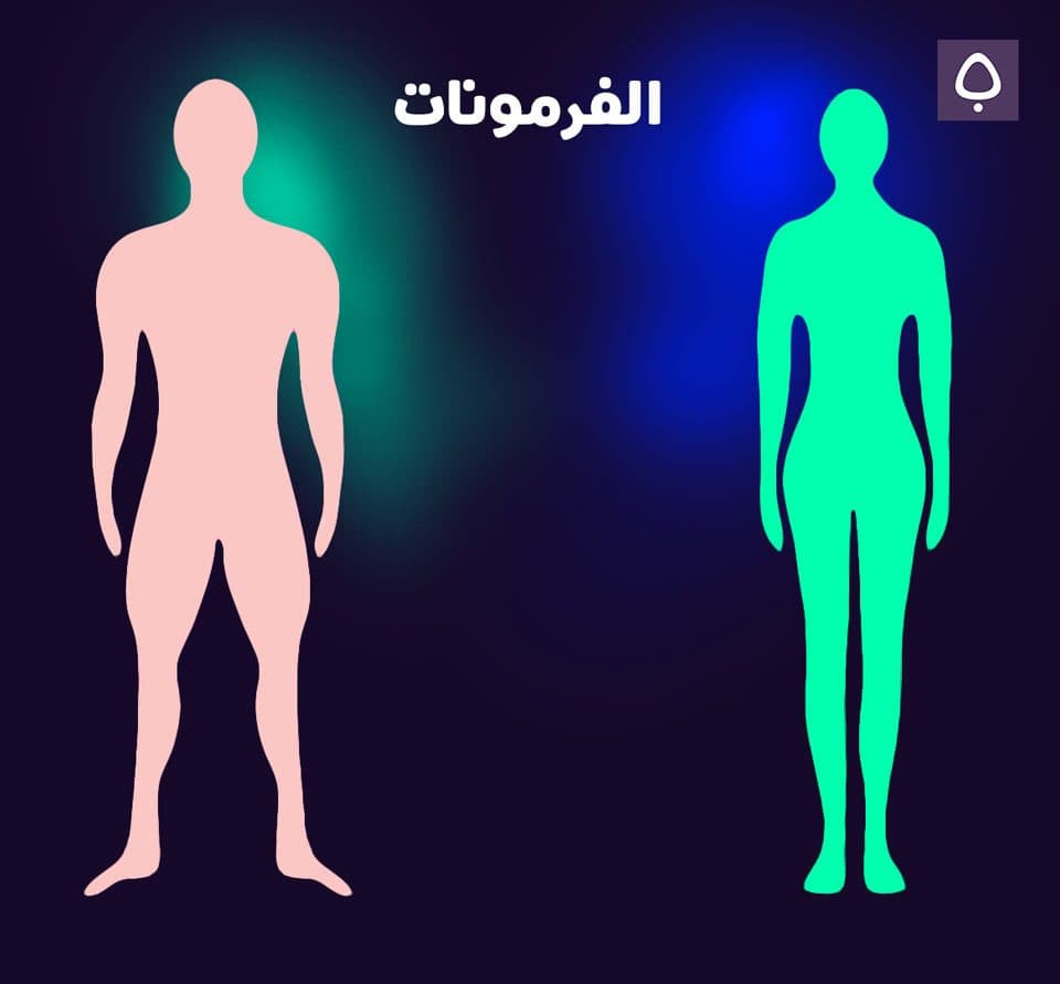 الفرمونات
