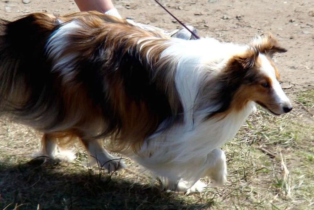 كلب الـ(شيتلاند شيبدوغ) Shetland Sheepdog الآن