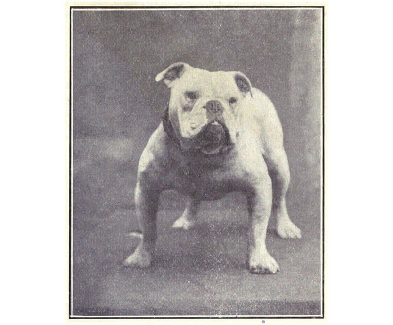 كلب الـ(بولدوغ) Bulldog الإنجليزي في 1915