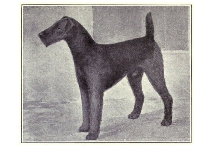 كلب الـ(إيريدايل تيريي) Airedale Terrier في 1915
