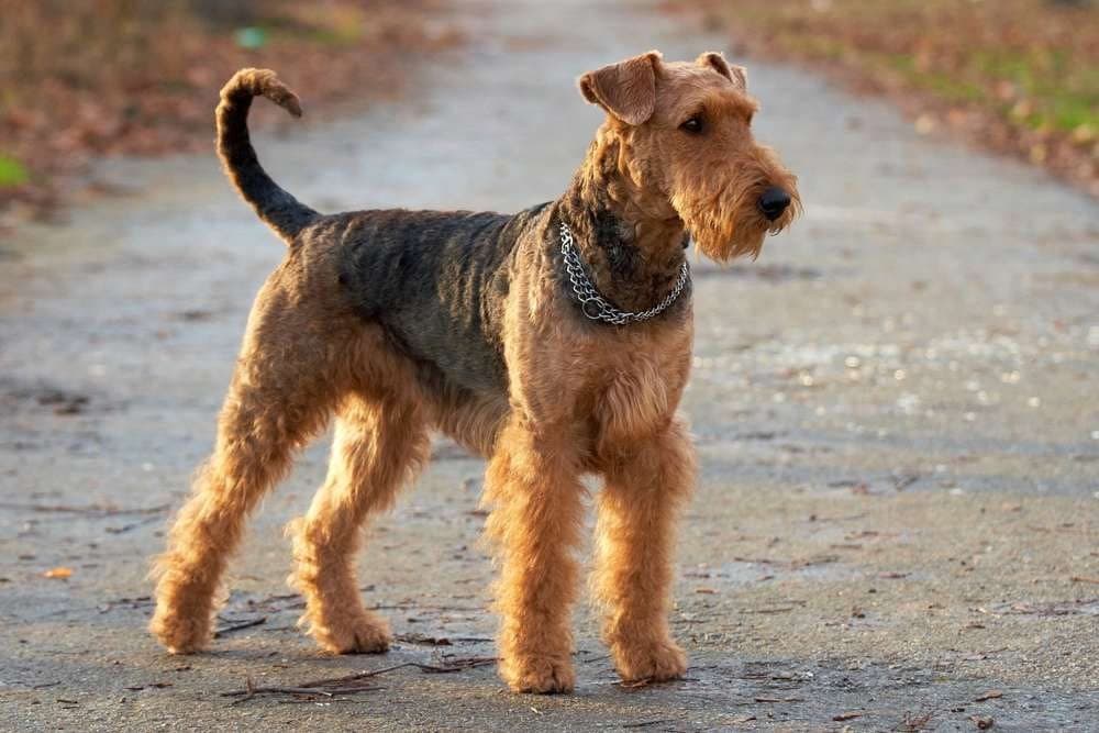 كلب الـ(إيريدايل تيريي) Airedale Terrier الآن