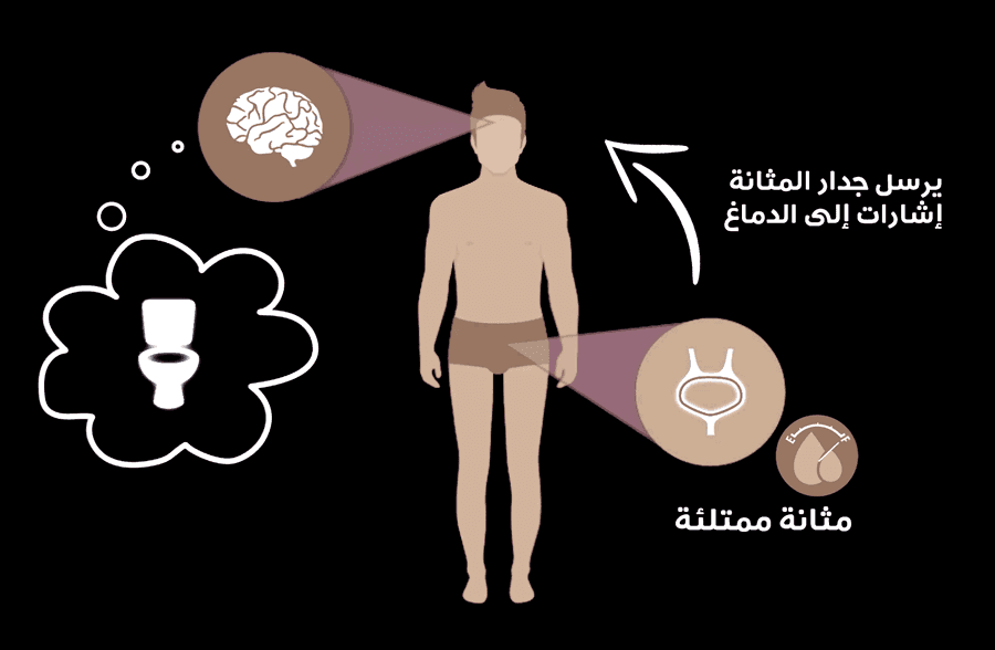 تمتلئ المثانة، فترسل بإشارة للدماغ عن كونها امتلأت، الذي يحفزك بدوره على دخول المرحاض.