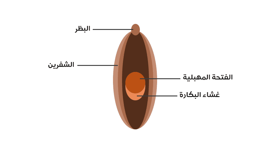 غشاء البكارة