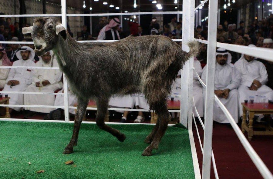 معزاة سوداء اللون غريبة الشكل تعرض في مزاد علني في الأردن