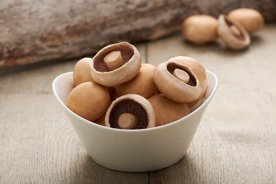نبات الفطر