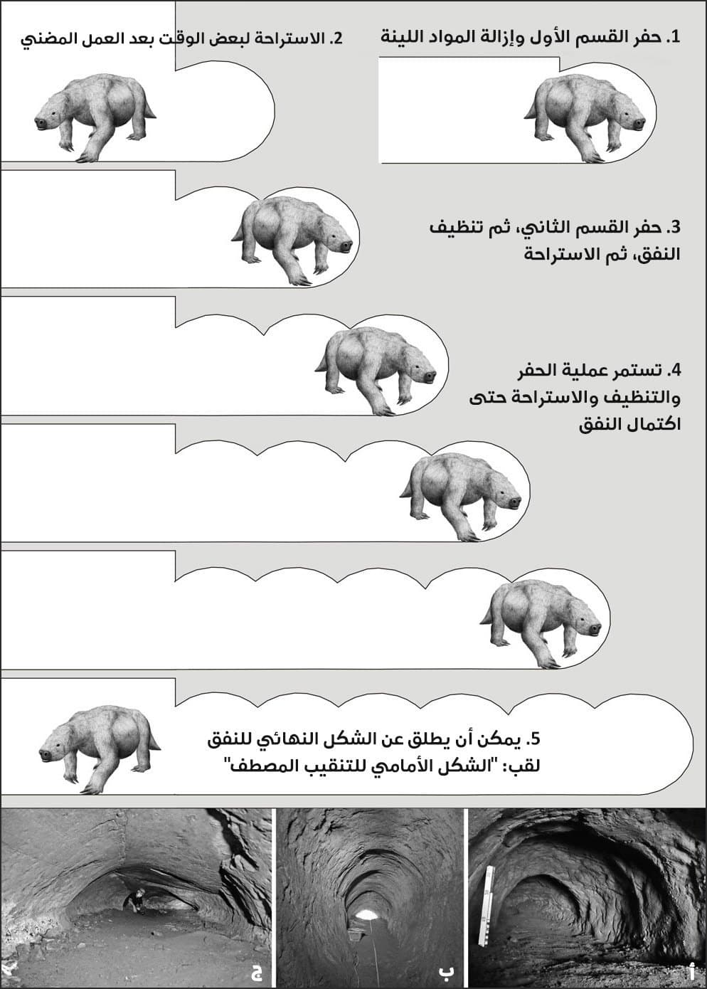 تظهر هذه الصورة الطريقة التي حفر بها الكسلان الأنفاق، حيث تشمل المرحلة الأولى حفر وإزالة الأجزاء اللينة وتنظيف النفق، وبعدها مرحلة الاستراحة، حيث تتوالى هذه المراحل حتى يتم حفر النفق بالكامل