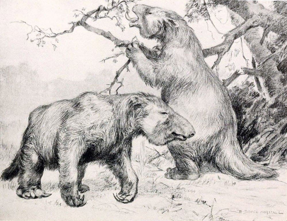 الكسلان العملاق، أو الاسم العلمي Megatherium Americanum.