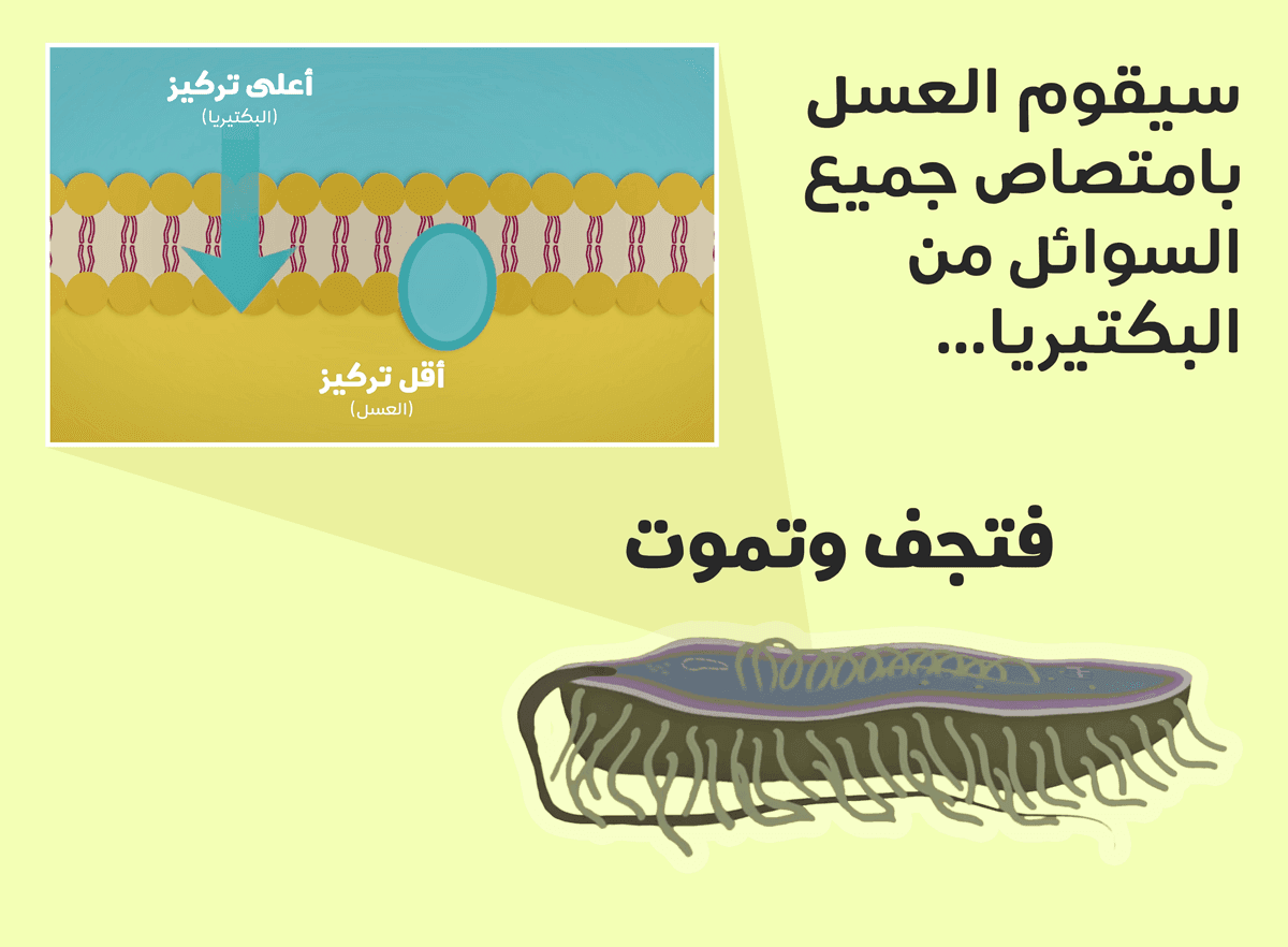 رسم توضيحي للكيفية التي يقوم فيها العسل بالقضاء على البكتيريا من خلال تجفيفها