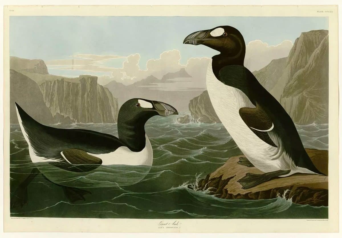 Great Auk