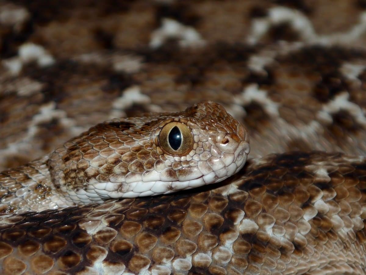 أفعى «الطفى المنشارية» Saw Scaled Viper