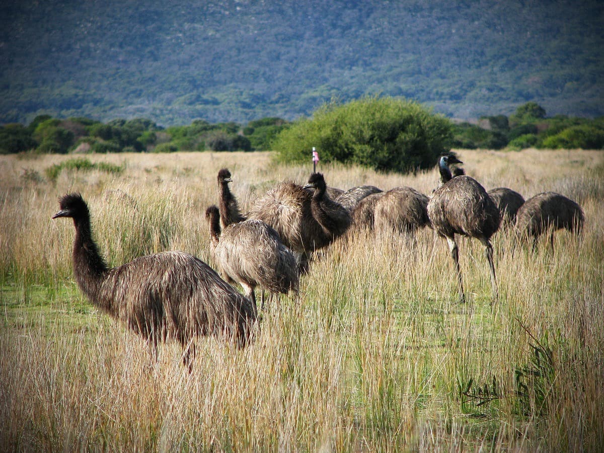طيور الإيمو.