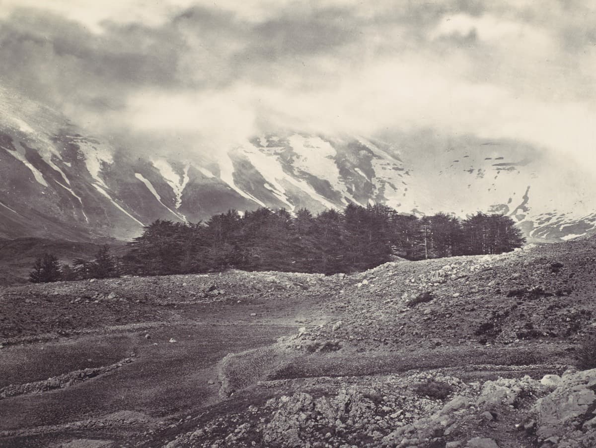أشجار الأرز اللبنانية، سنة 1857.