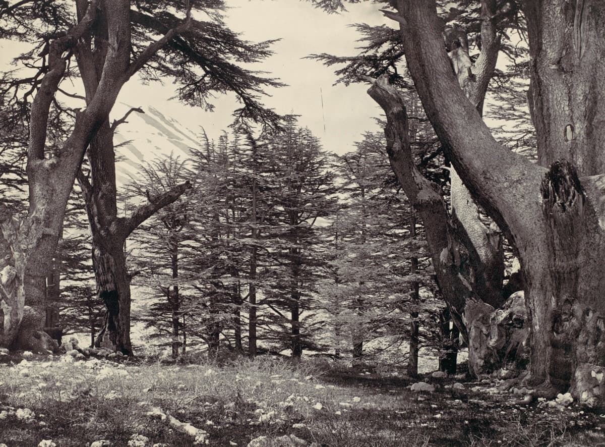 الأرز اللبناني، سنة 1857.