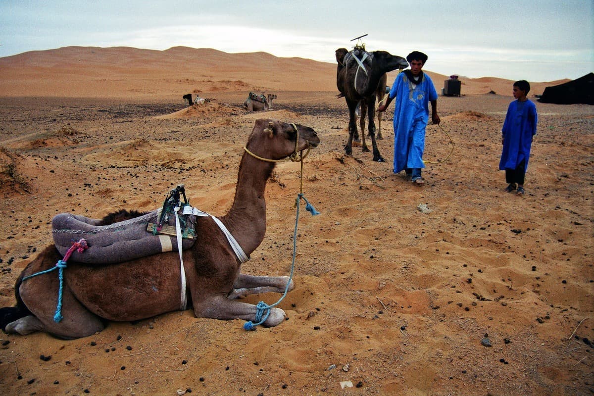 جمال وطوارق