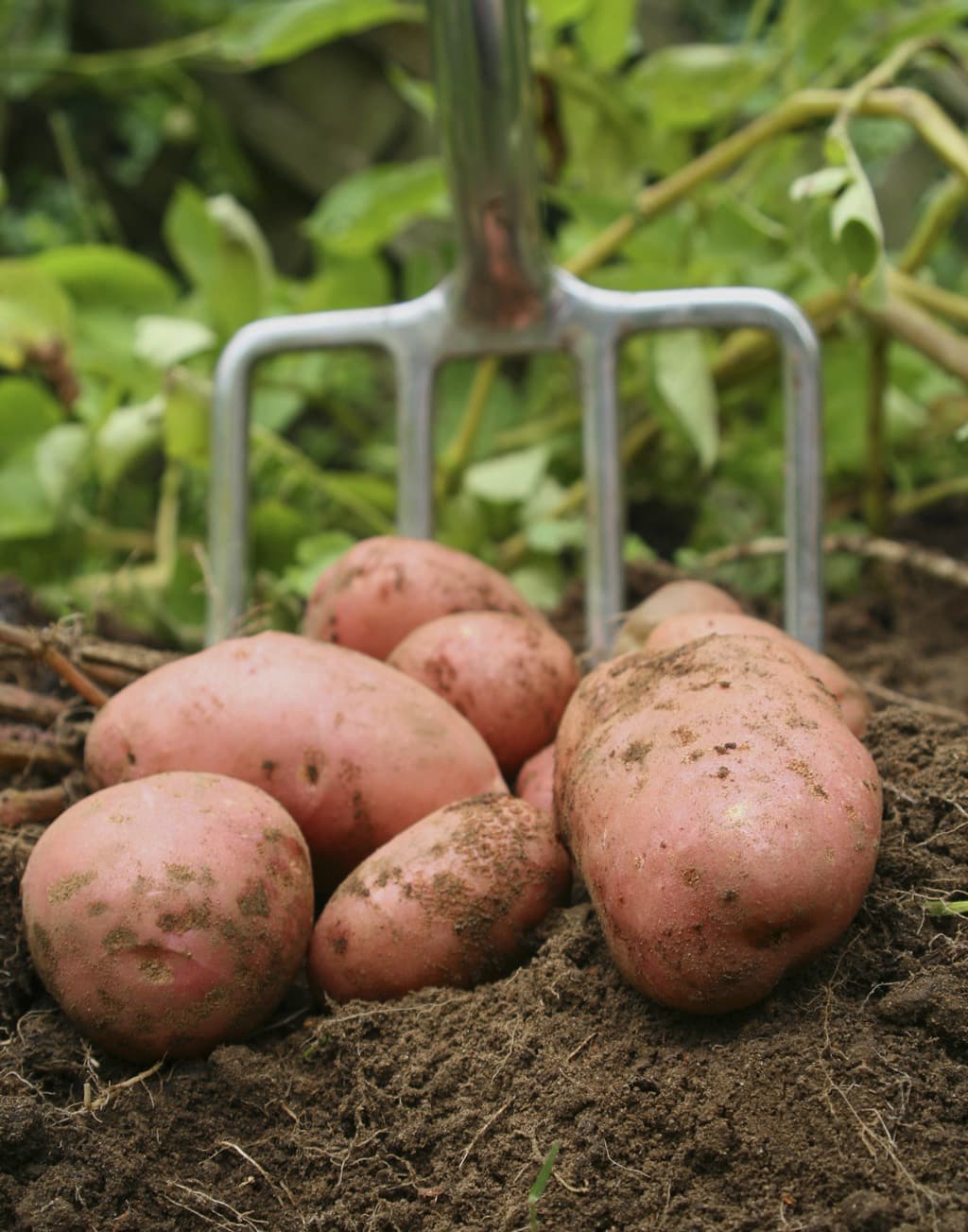 بطاطا نيئة