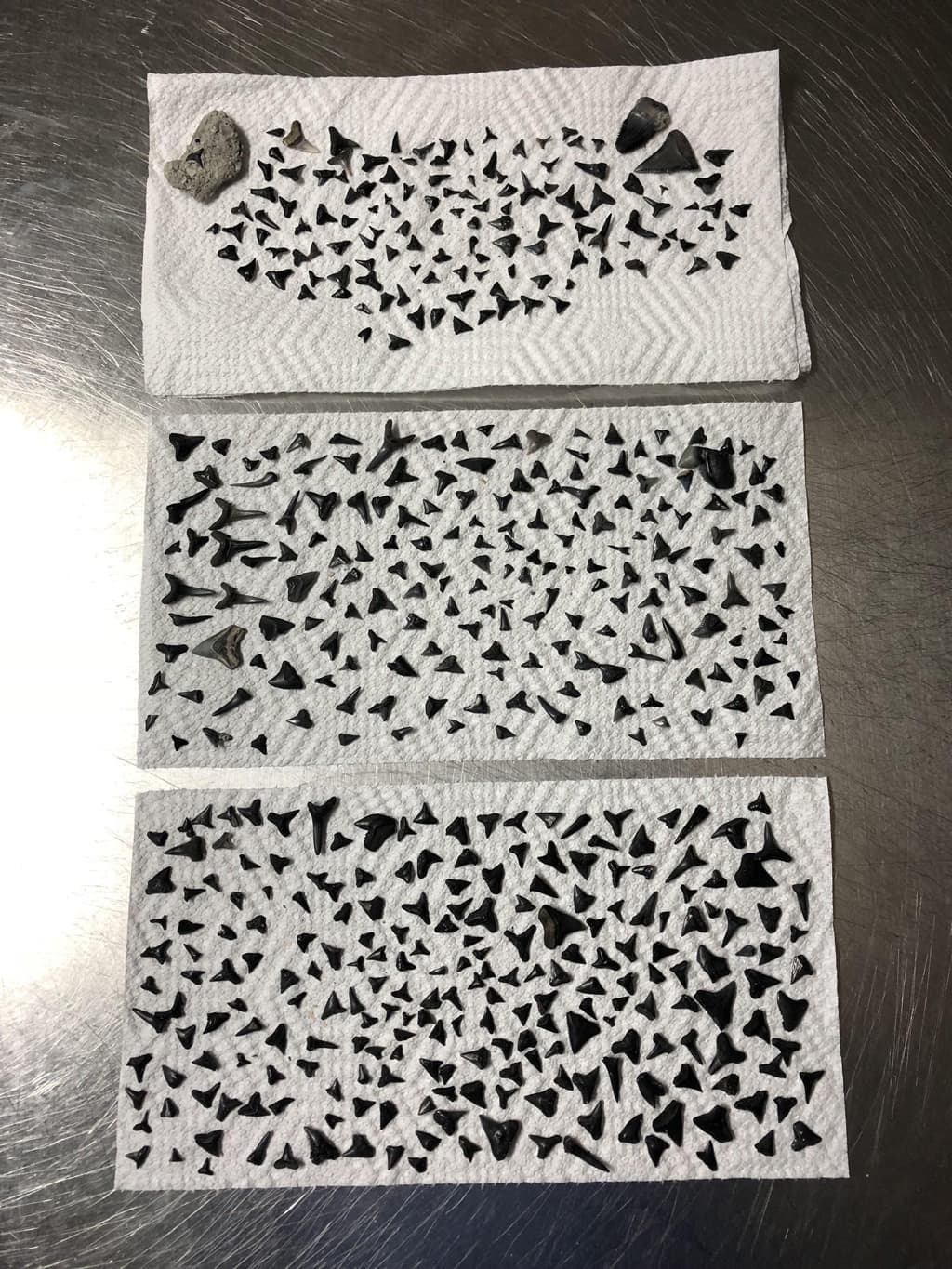 أسنان القروش