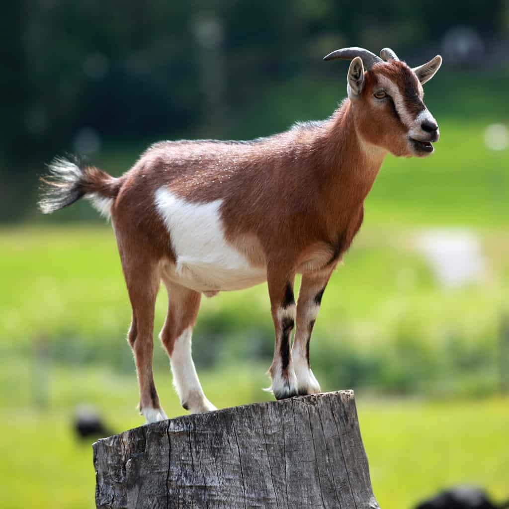 ماعز