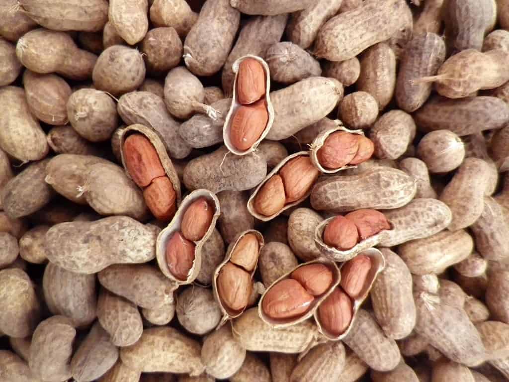 الفول السوداني