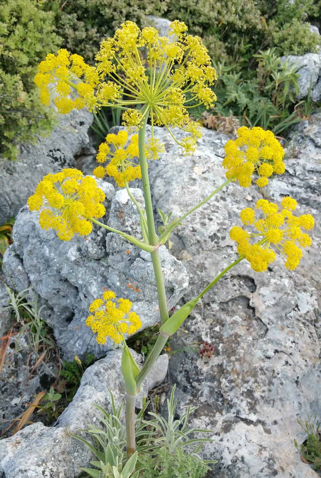 نبات Ferula tingitana