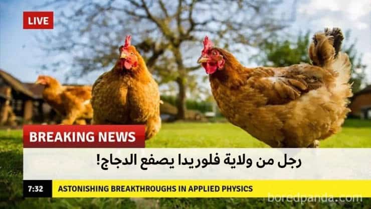 طهو الدجاجة من خلال صفعها.