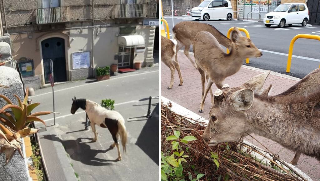 حيوانات تجتاح المدن بعد فرض الحجر المنزلي على سكانها