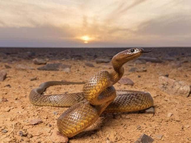  التايبان الداخلي