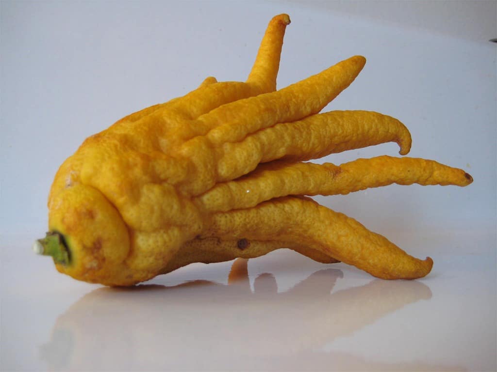 يد بوذا (أصابع بوذا)