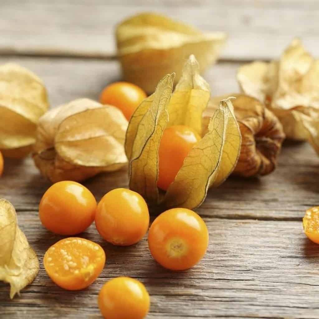 فيزياليس، أو الحنكش البيروفياني