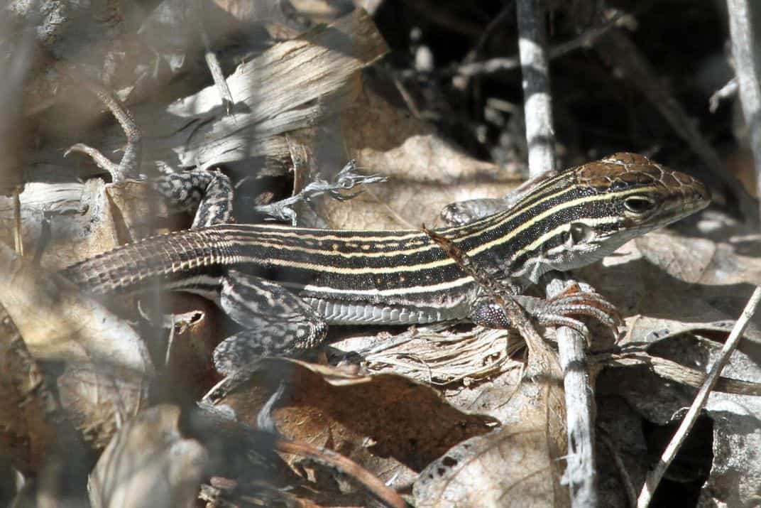 سحالي الـWhiptail في ولاية نيوميكسيكو الأمريكية.