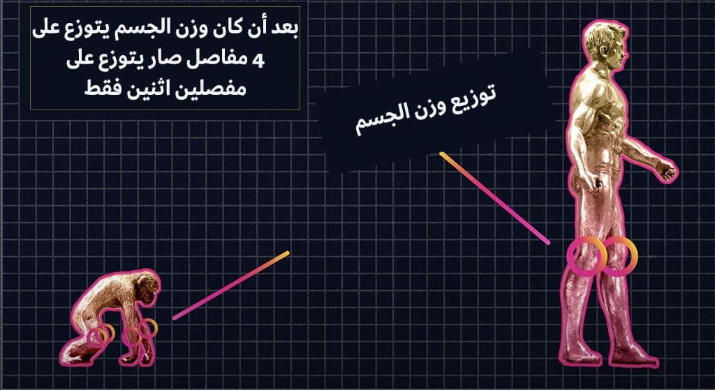 تطور الركبة البشرية.