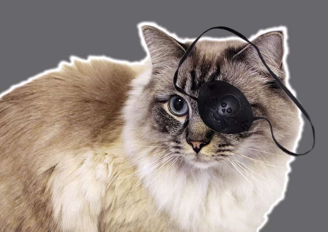 قط