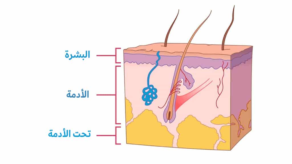 مقطع عرضي في الجلد يبين طبقاته.
