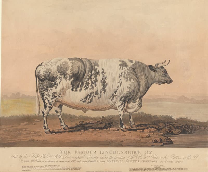 ثور لينكنشاير الشهير، يقوم بإطعامه في هذه اللوحة الموقر اللورد (ياربورو بروكلسبي).