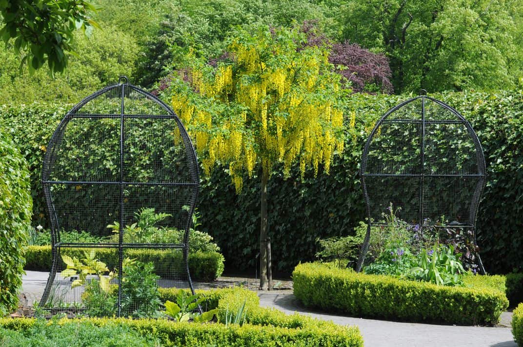 جميع أجزاء شجرة Laburnum سامة للغاية، من فروعها إلى أوراقها وجذورها.