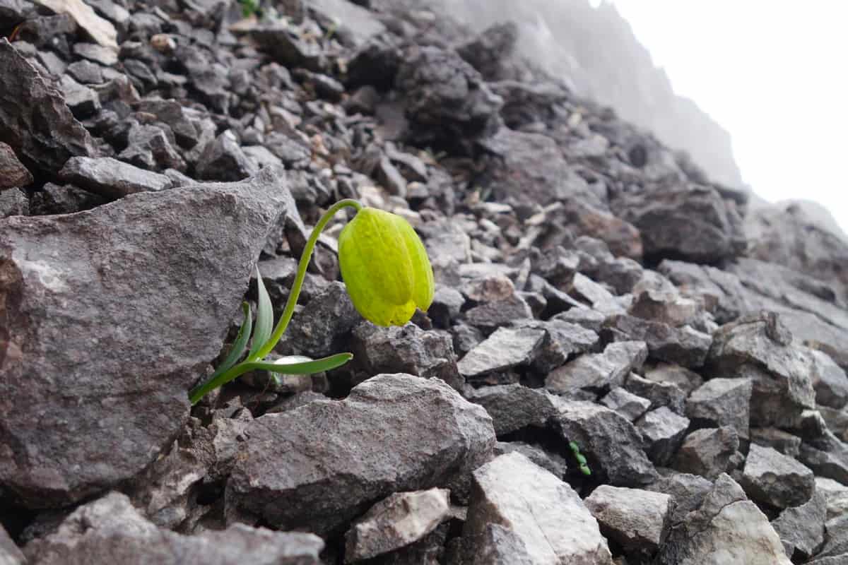 اللون النموذجي السابق لنبتة Fritillaria Delavayi. صورة: Yang Niu