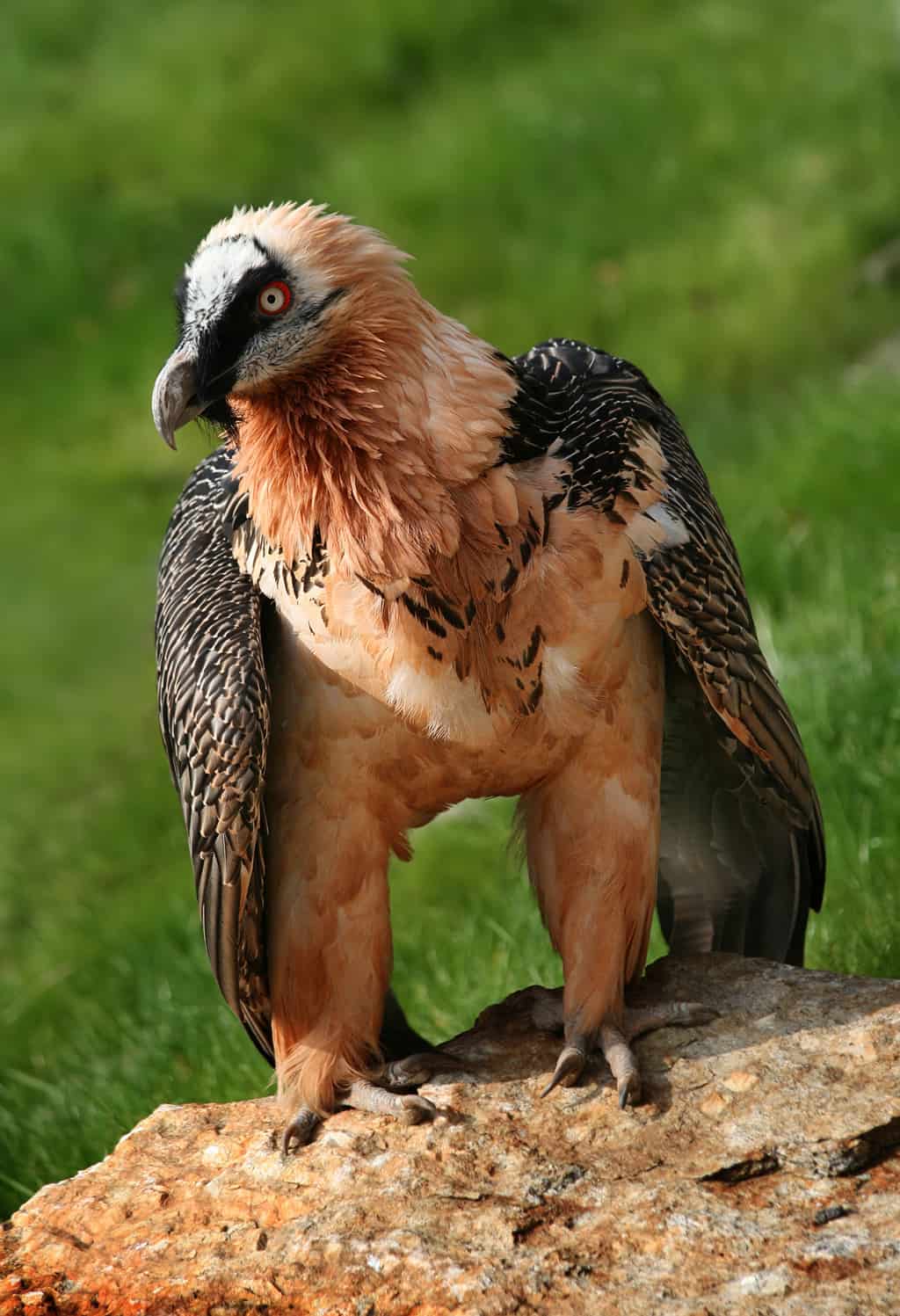 نسر أبو ذقن