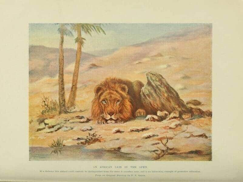 7. أسد من مجلة التاريخ الطبيعي لعام 1903، بحسب الوصف الموجود في الأسفل فإن للأسد قدرة على التمويه بسبب لونه